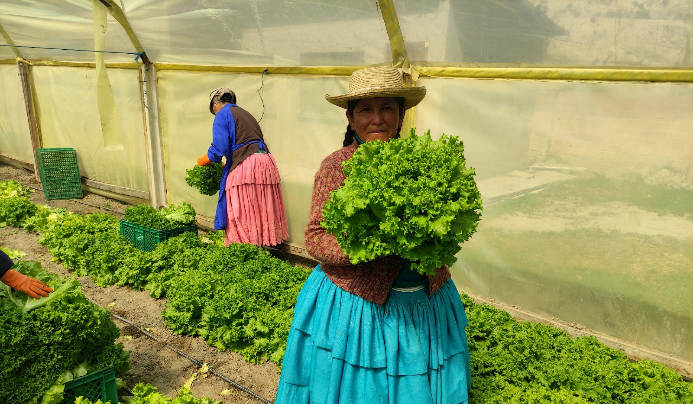 Aymara women in Bolivia's highlands participate in sustainable agriculture projects, harvesting fresh produce. Through the Ch'ama Warmi project, they strengthen their economic and social rights, contributing to their communities' development. This initiative supports their empowerment and promotes gender equality, fostering resilience and self-sufficiency among indigenous women.