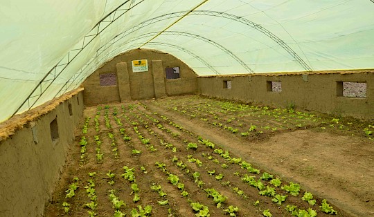 Greenhouses use less water than outdoor farming. In their greenhouses, women grow a variety of crops, including lettuce.